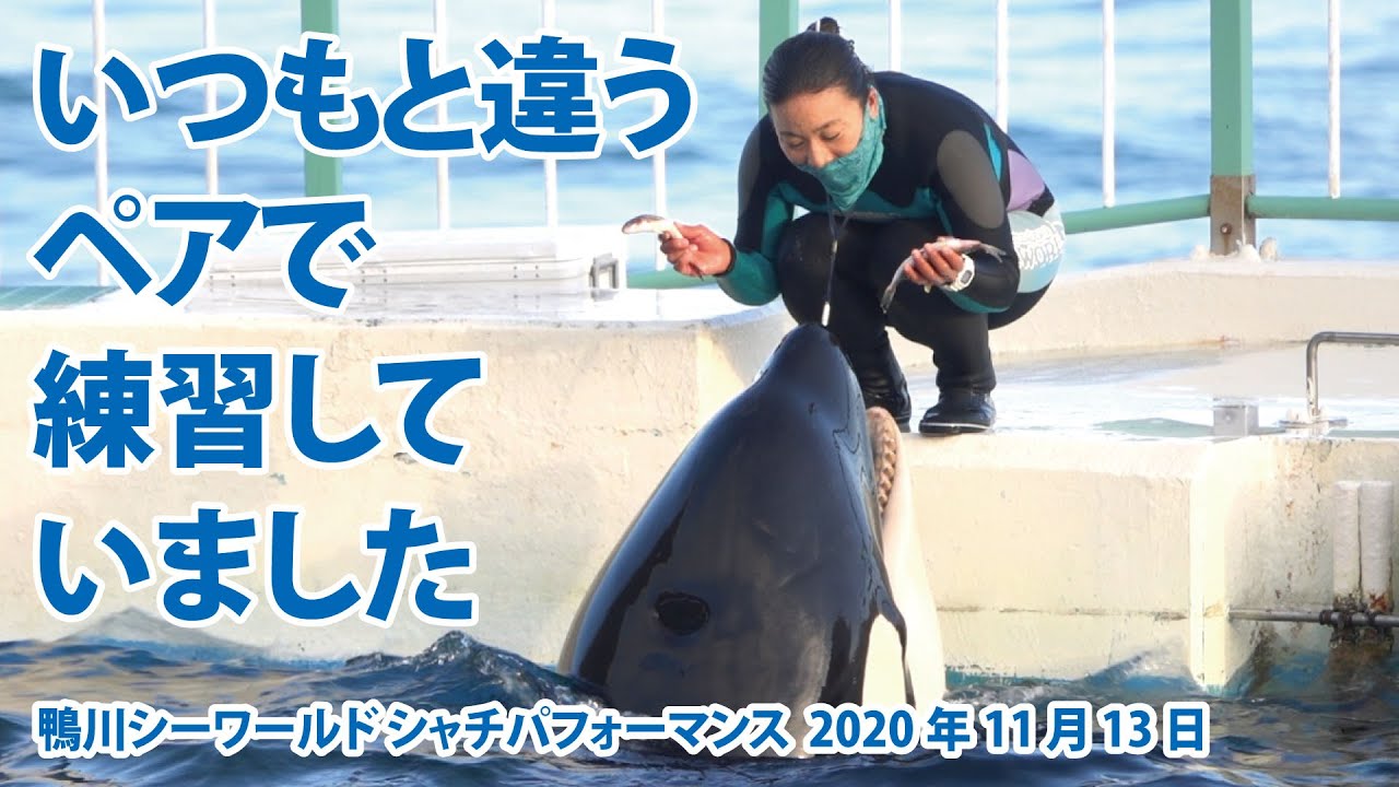 いつもと違うペアで練習していました【2020年11月13日練習風景　鴨川シーワールド　シャチパフォーマンス】Orca performance, Kamogawa Sea World, Japa