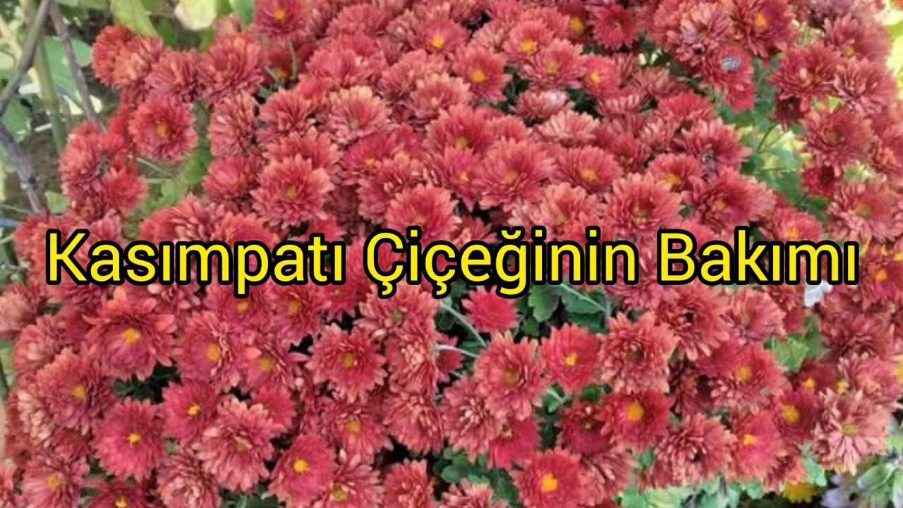 Kasımpatı (Krizantem) Çiçeği Bakımı