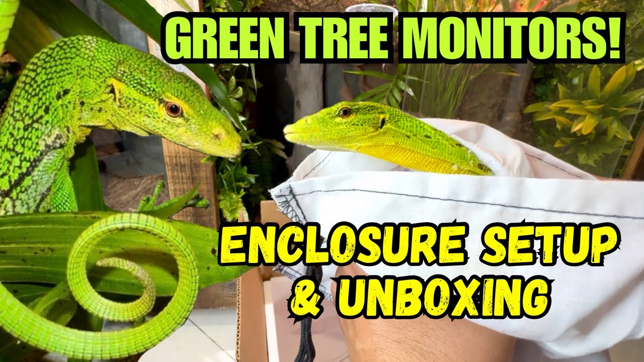 I Got Two GREEN TREE MONITORS - (ENCLOSURE SETUP & UNBOXING)