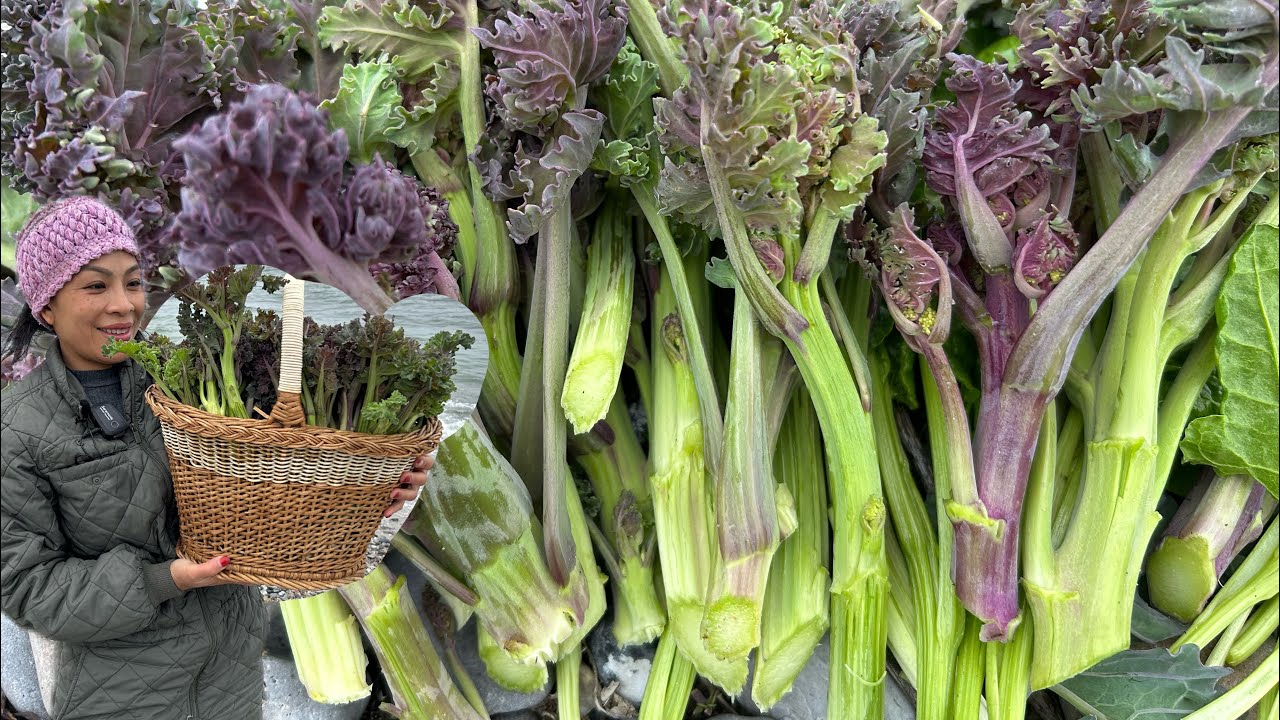 สุดยอดความฟิน # หลงไหลในความอวบงามของคะน้าทะเล # เป็นยอดเป็นช่อเป็นกอ.23/4/2025.