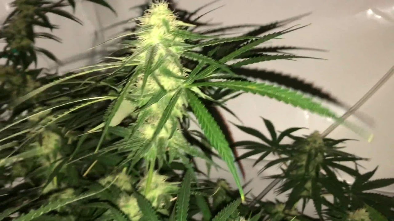 The OC Homegrown Super Skunk Grow Journal EP9 WK 6 Of FLOWER