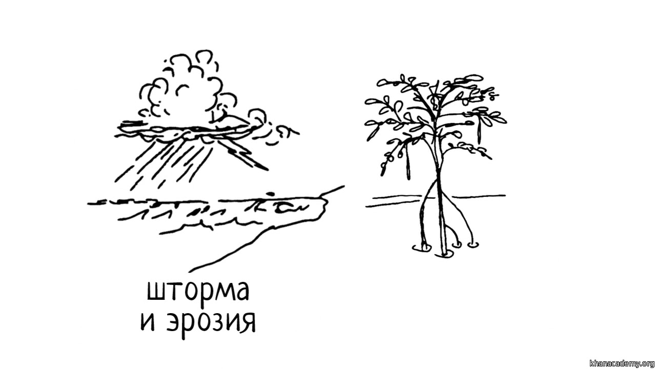 Ценность и значение биоразнообразия (часть 1) | Биоразнообразие