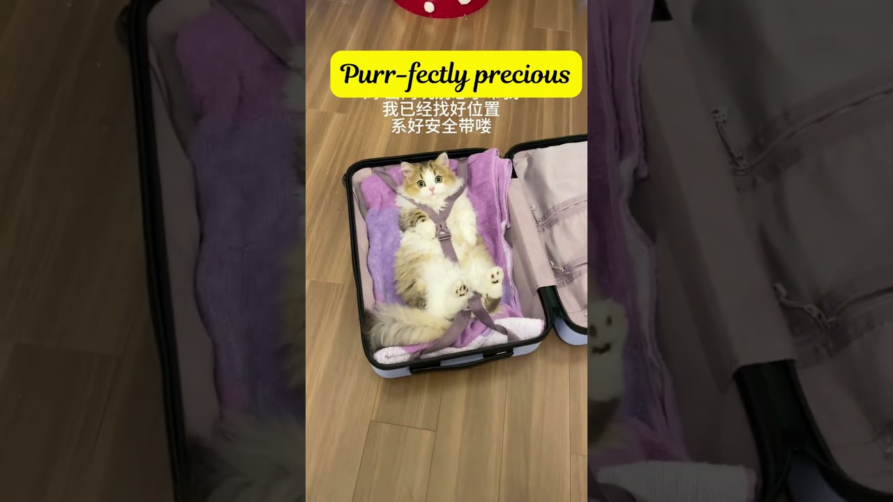 Furry Tales: Hilarious and Cute Pet Videos 