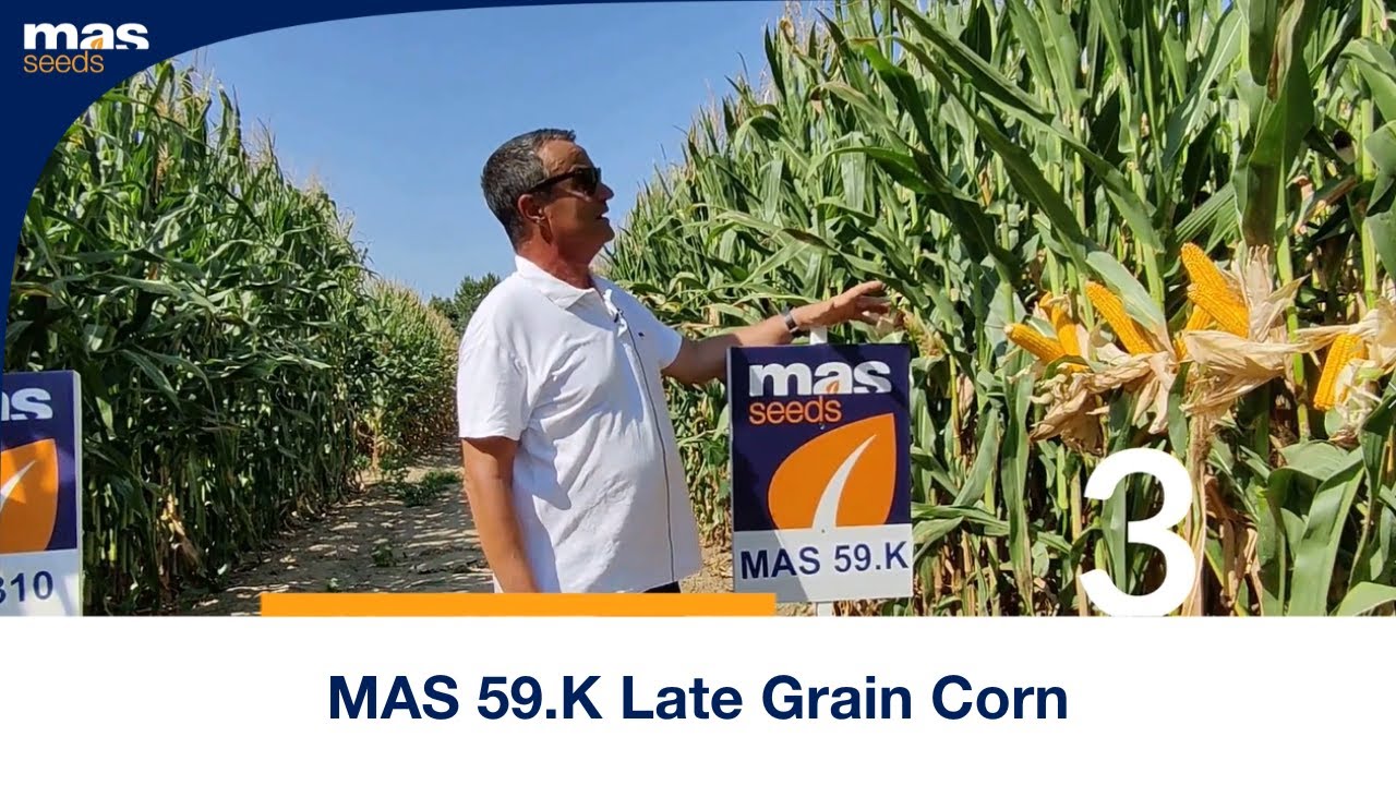 MAS 59.K Late Grain Corn by MAS Seeds