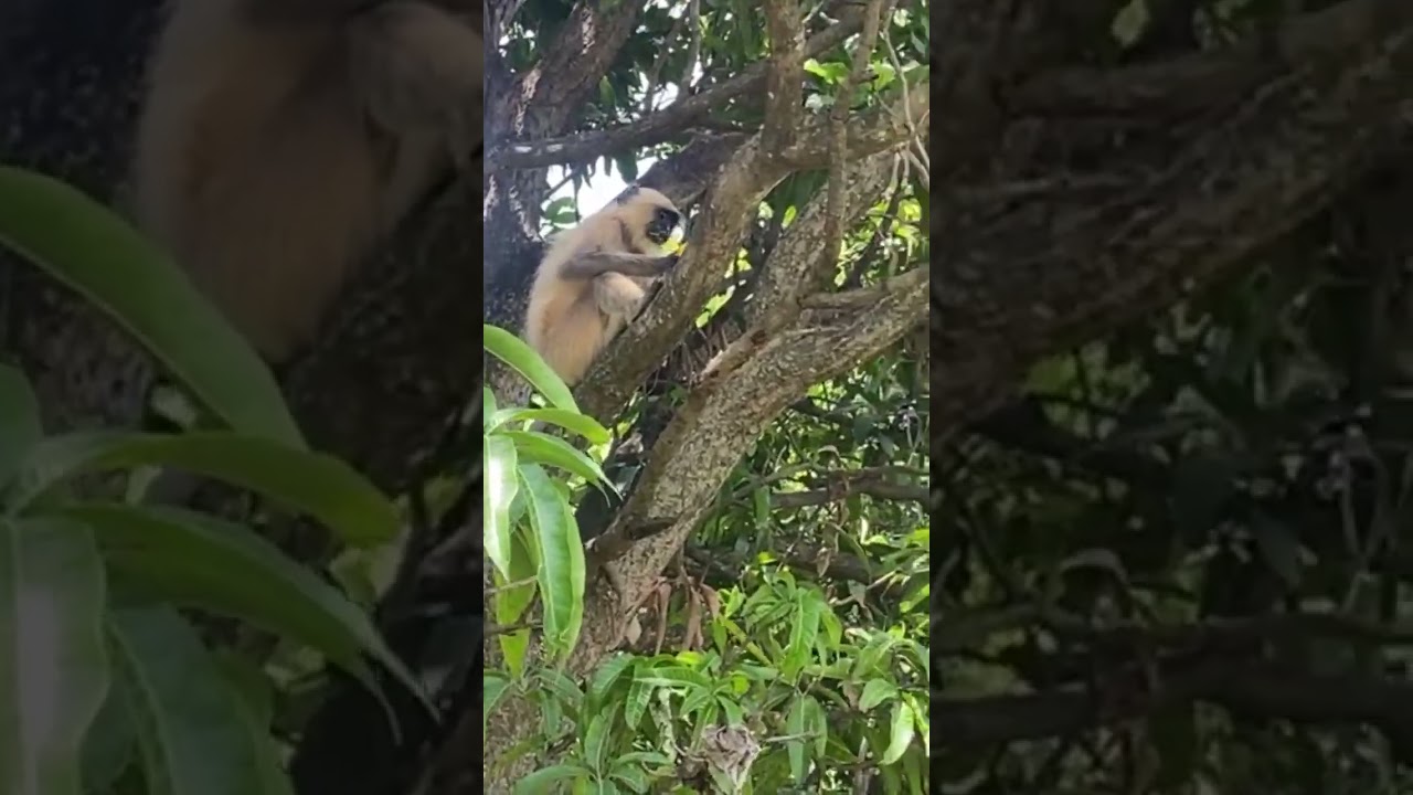 आज तो इसने डरा ही दिया 😂😂😂😂#monkey #viral #viralvideo #video #funny #funnyvideo