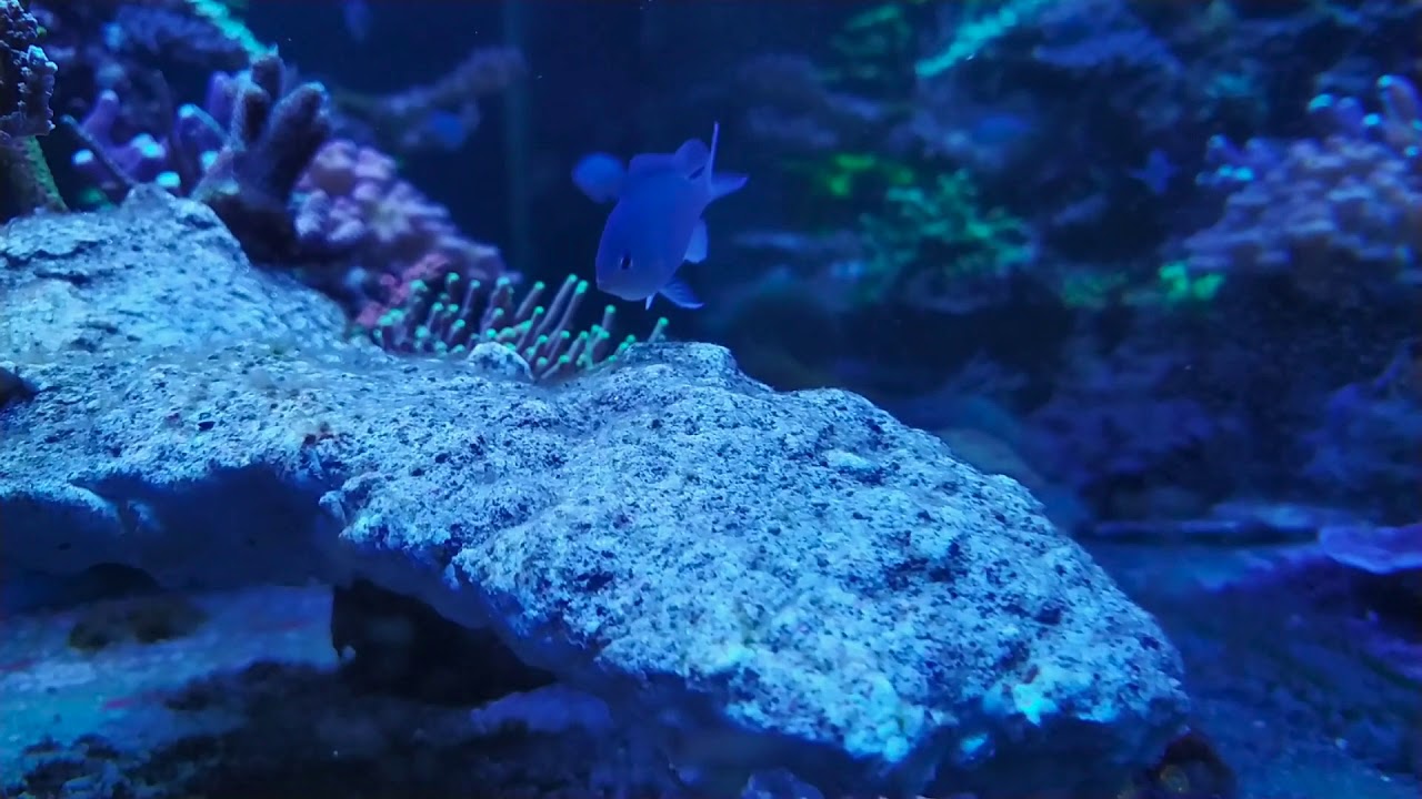 Blue Green Chromis Mating Dance