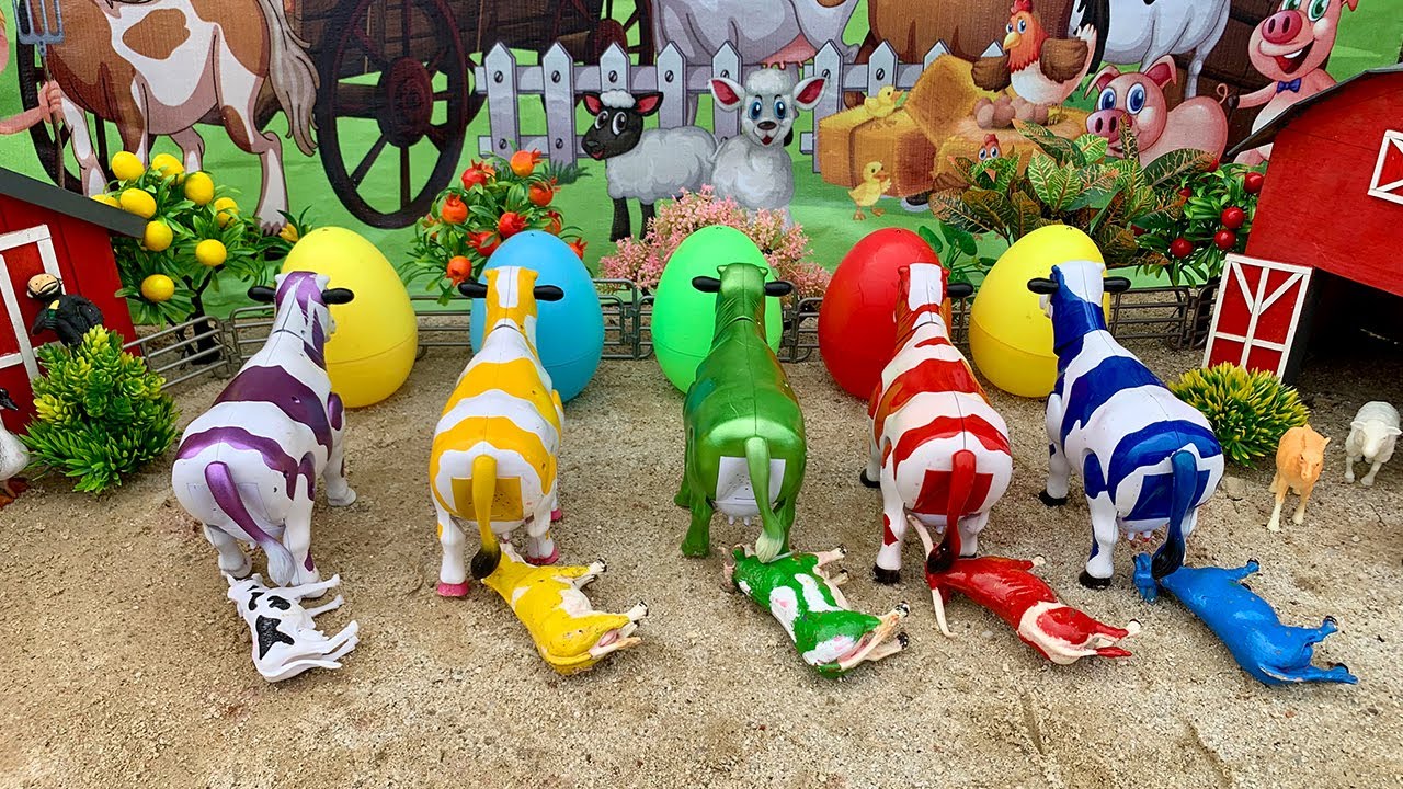 WADIDAU‼️PROSES POTONG SAPI KURBAN | PROSES MELAHIRKAN CESAR SAPI & KERBAU | Cow Videos