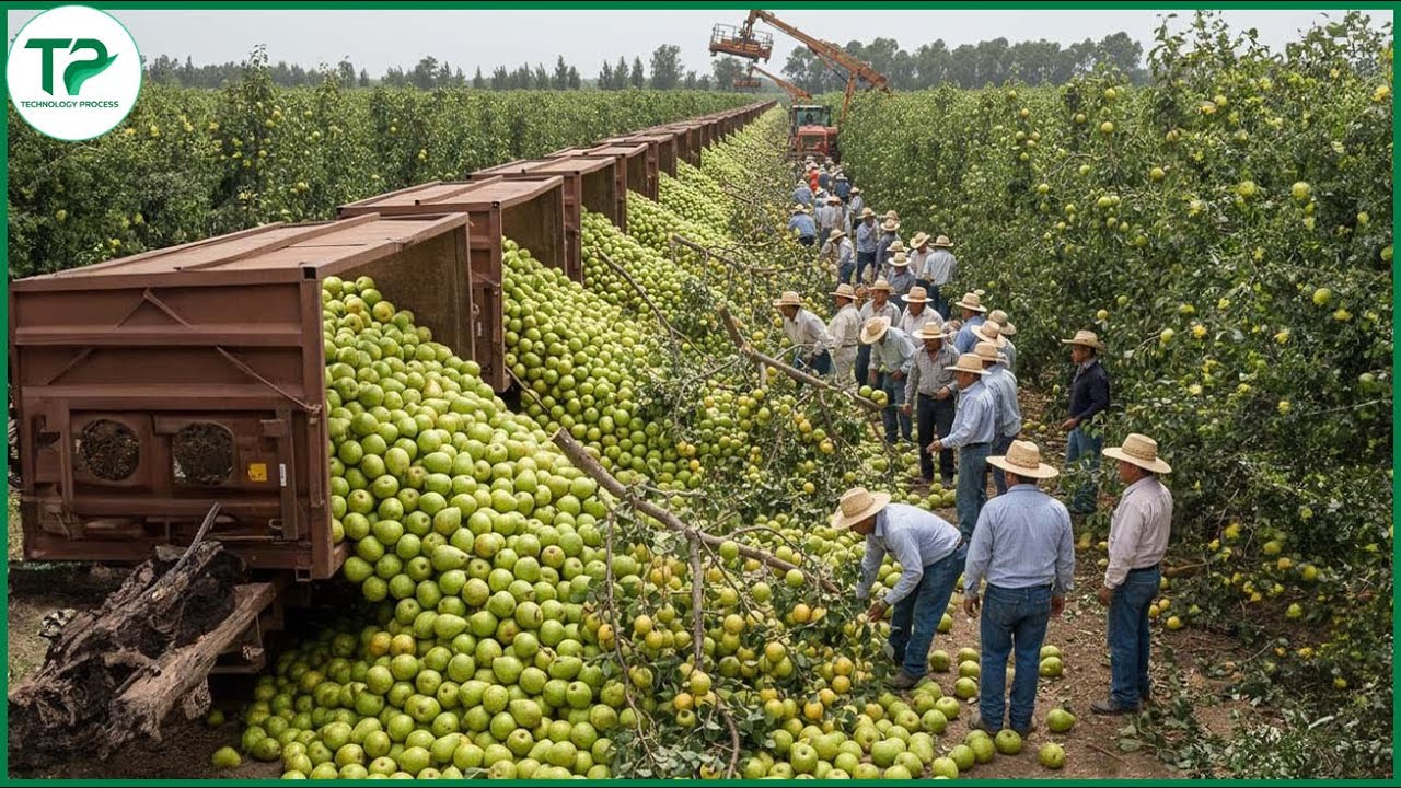 How American Farmers Harvest Thousands of Tons of Fruits & Veggies