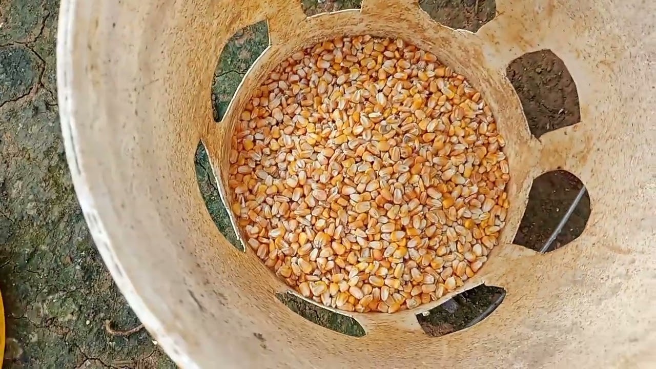 Mostrando minhas galinhas 🐓🐓