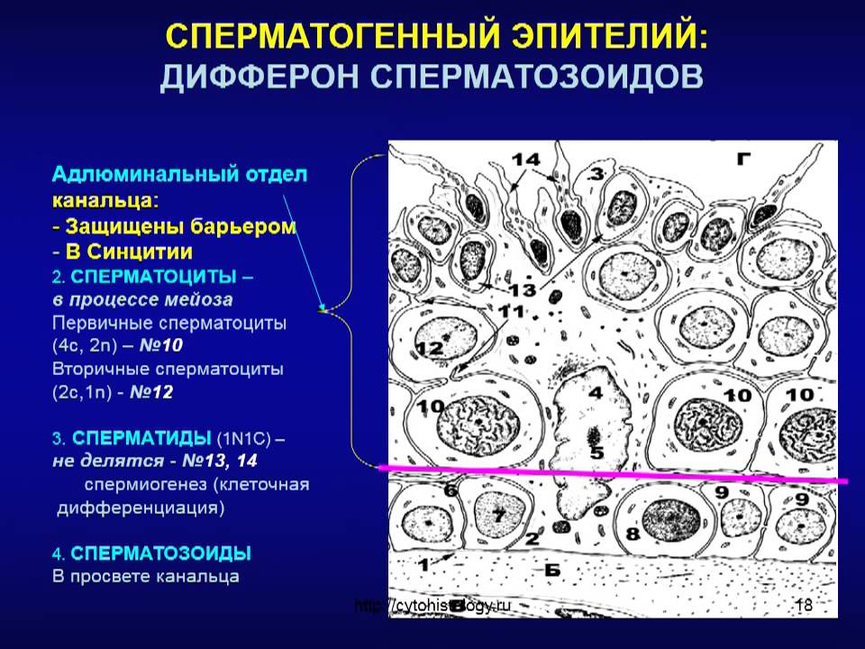 Мужская половая система. 1. Яички