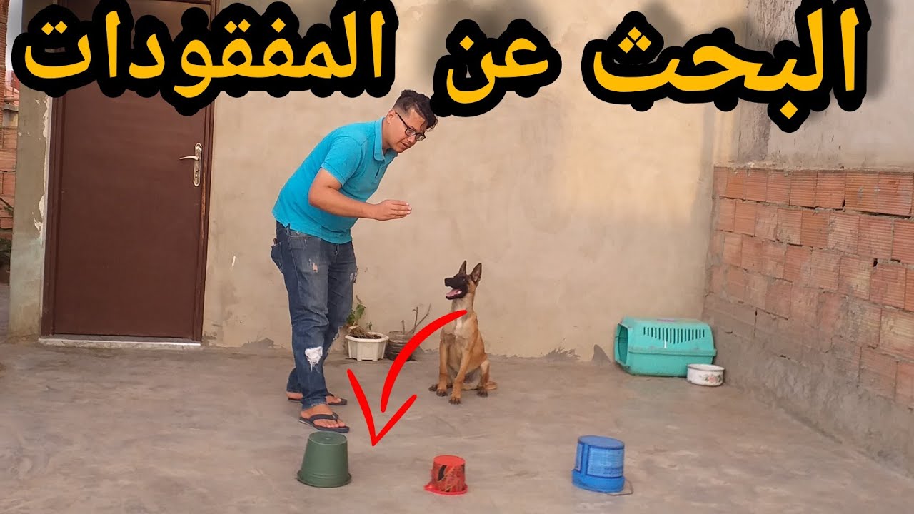 تدريب الكلاب المالينوا على البحث والتفتيش عن المفقودات