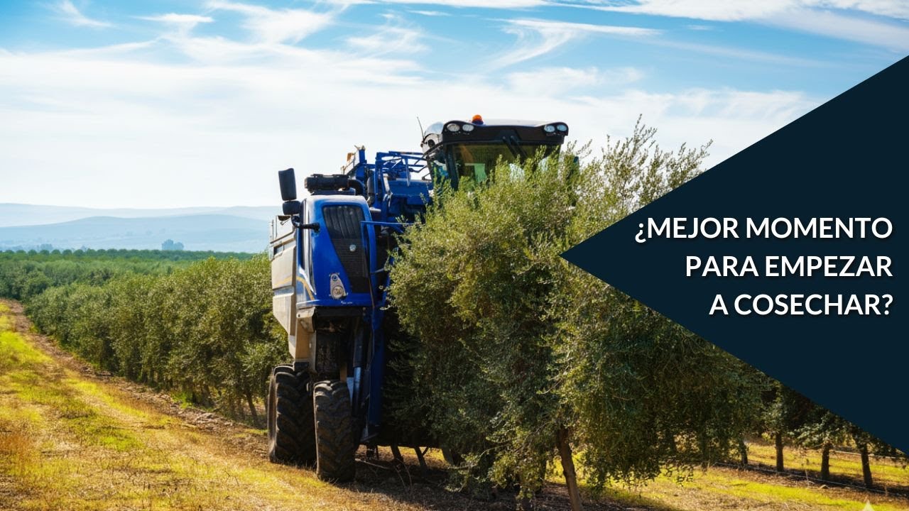 🌿 La eterna duda en el #olivar: ¿cuál es el momento óptimo para cosechar?