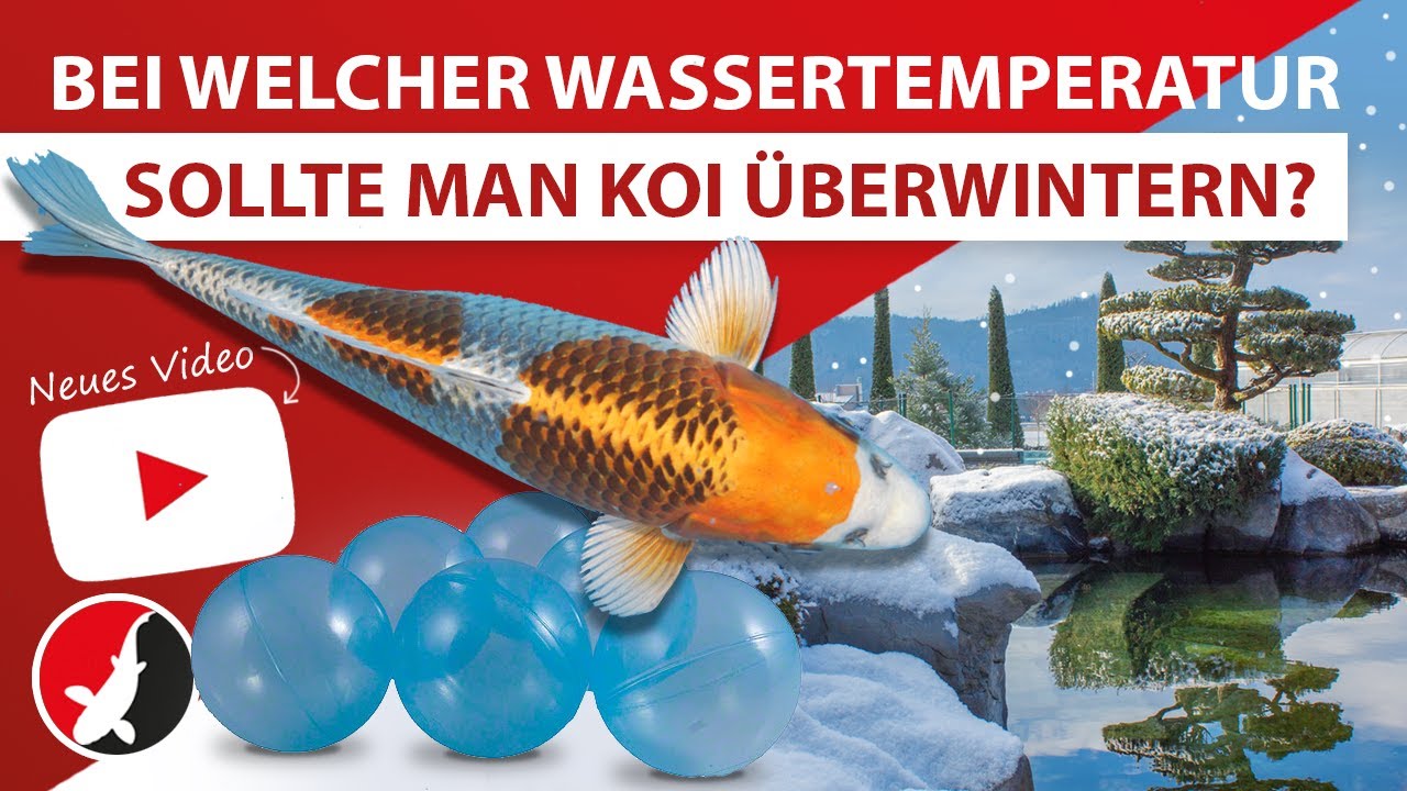 Bei welcher Wassertemperatur sollte man Koi überwintern?