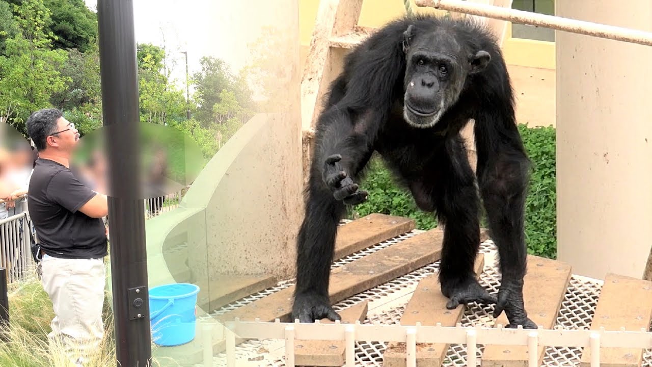 チンパンジーの日 なかよし飼育員さんのアニマルトーク 東山動物園　 Chimpanzee day