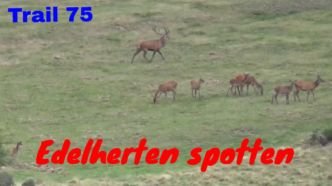 Edelherten spotten Dreiborn 2018