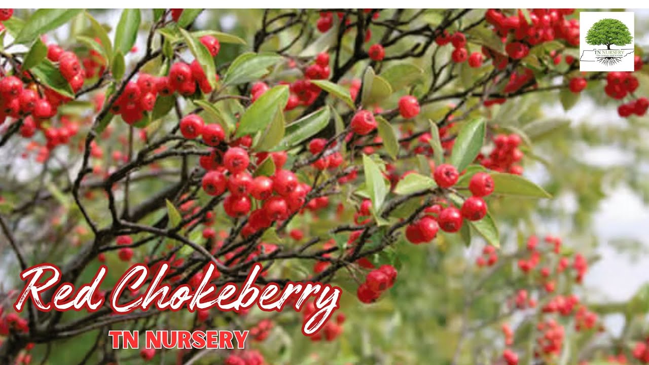 Red Chokeberry- TN Nursery