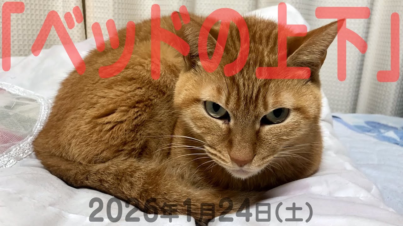 我が家の猫たち「ベッドの上下」2026年1月24日(土) 