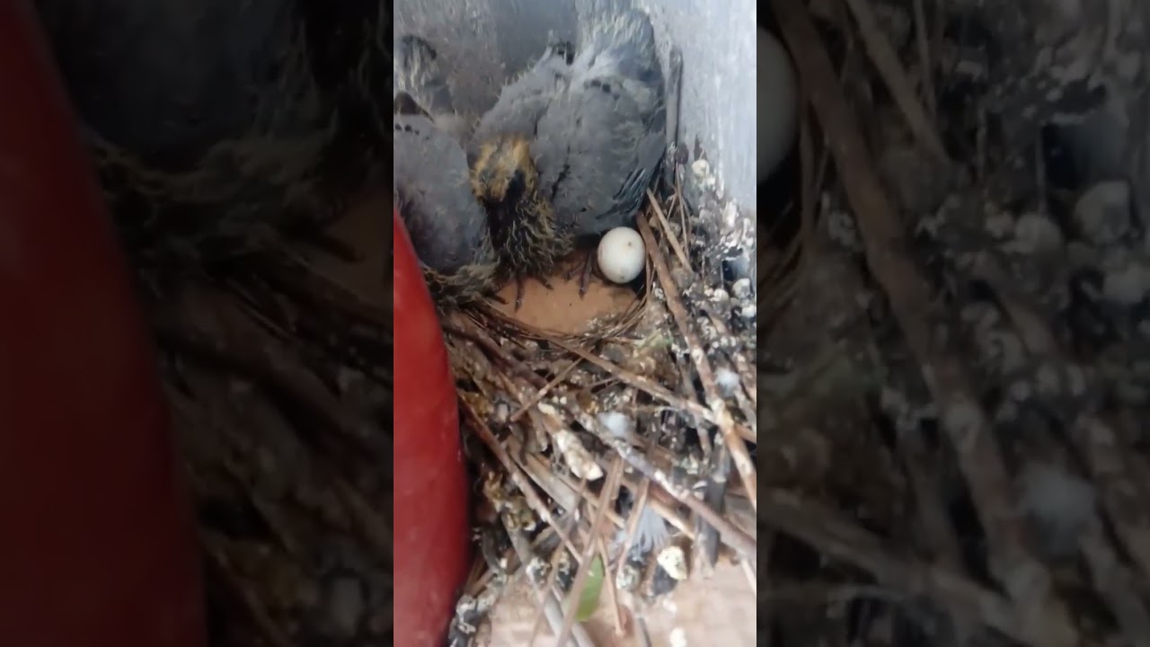 #pigeon#save pigeons #viral #vlogs