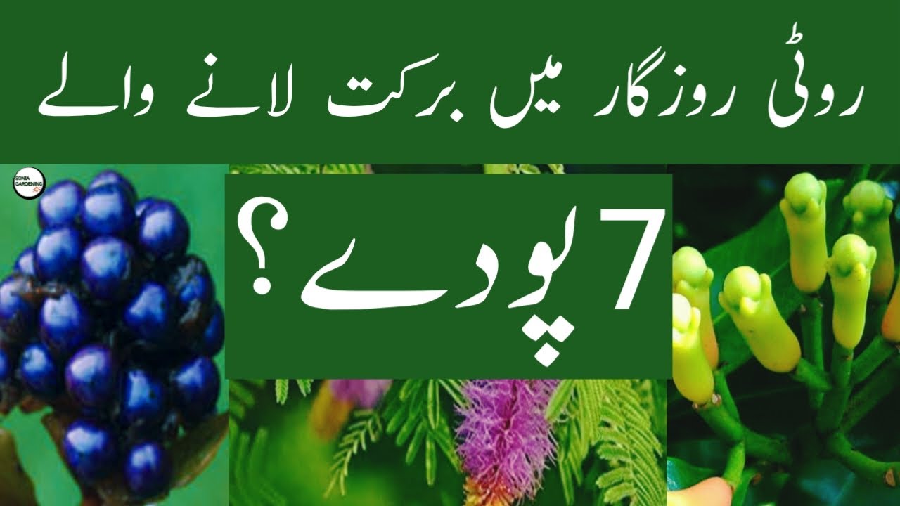 7 Powerful Plants That Bring Blessings in Food and Livelihood