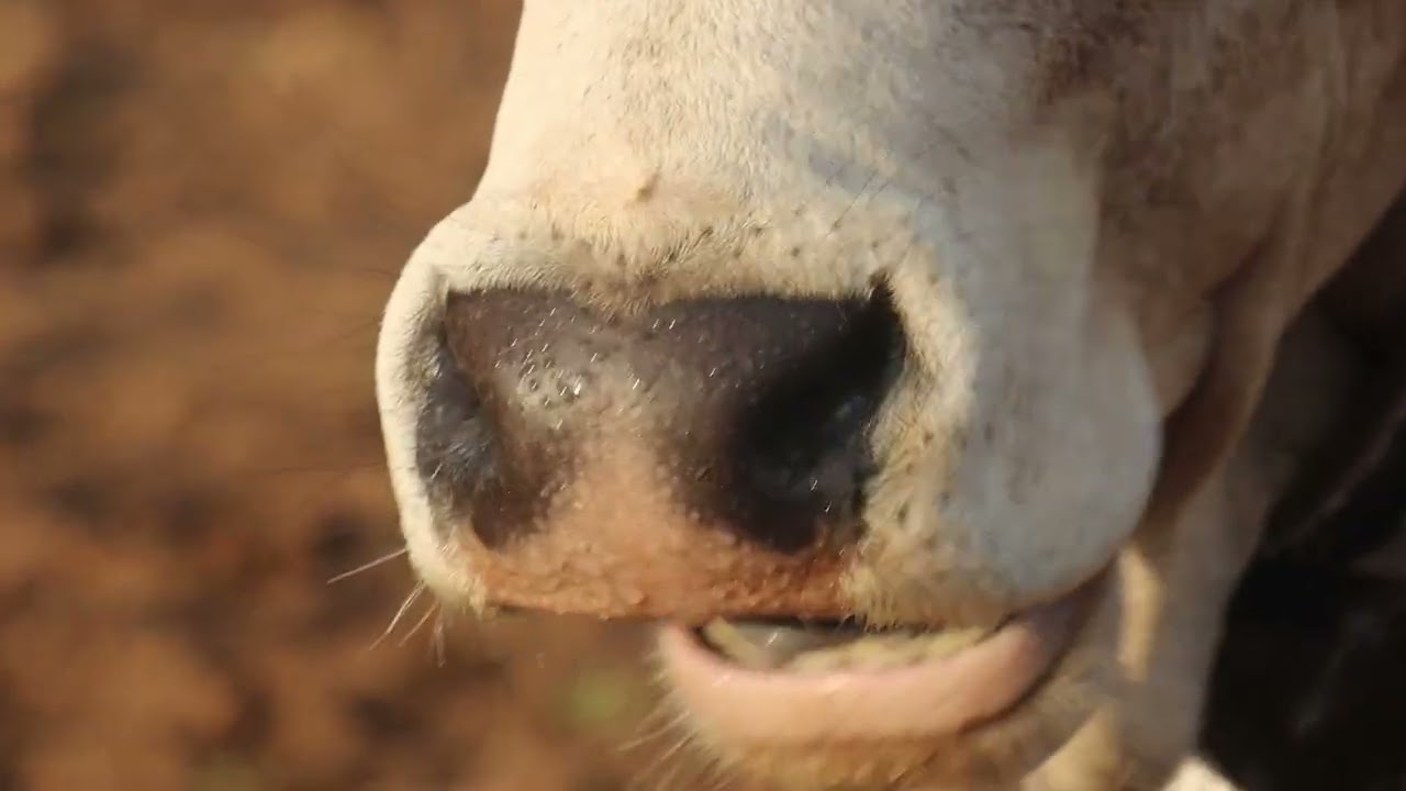 Maasai Village Life: Cows, Goats & Weekly Tick Control in Kenya