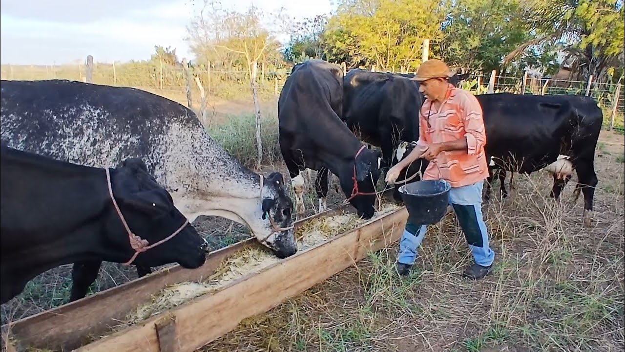 FUI ENTREGA GADO NA BAHIA DA FAZENDA MANOEL São  PAULO 29 de outubro de 2025