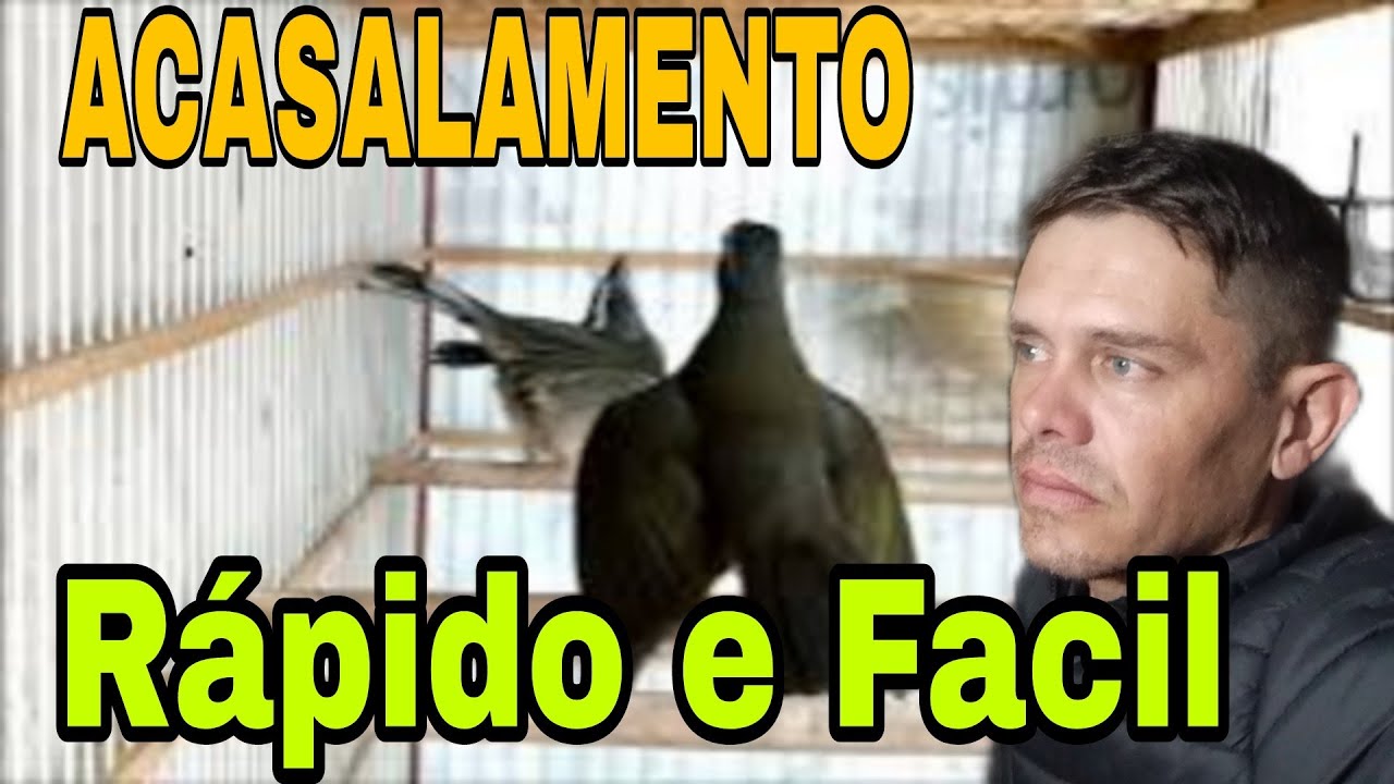 TRINCA FERRO (mexida com fêmea simples)