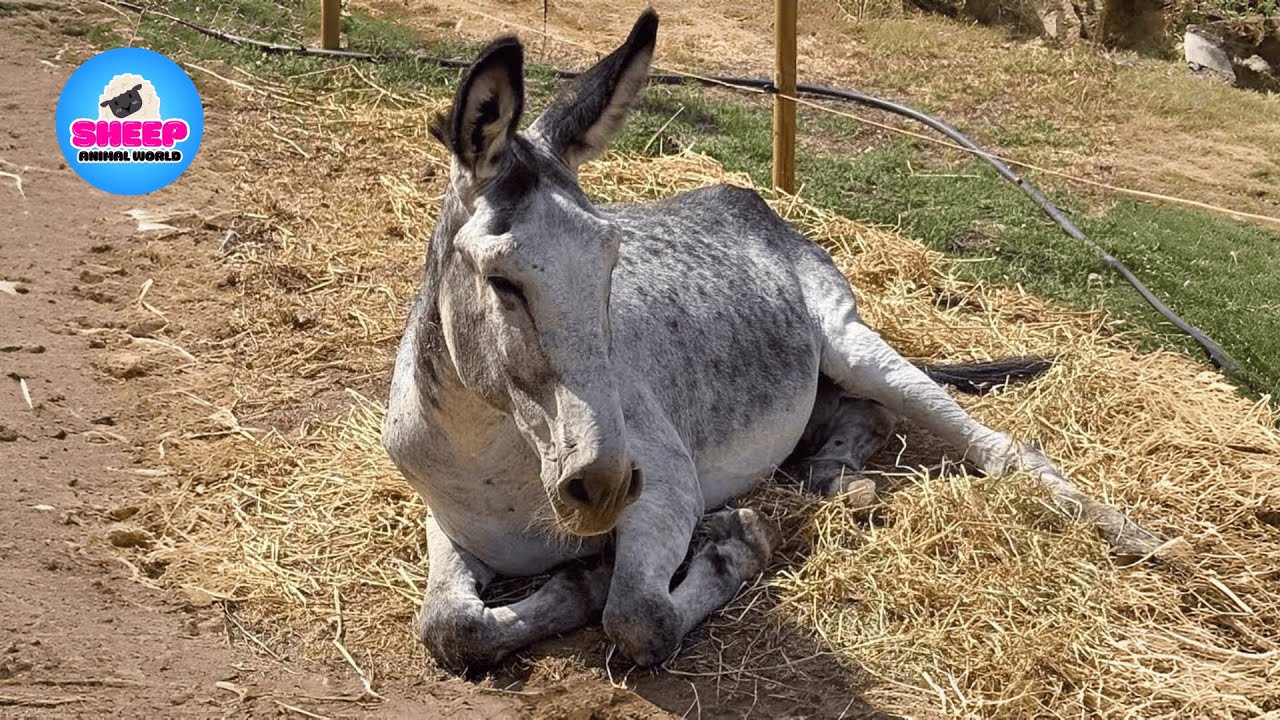 Abandoned in the Middle of the Road — But Love Gave This Donkey a New Life