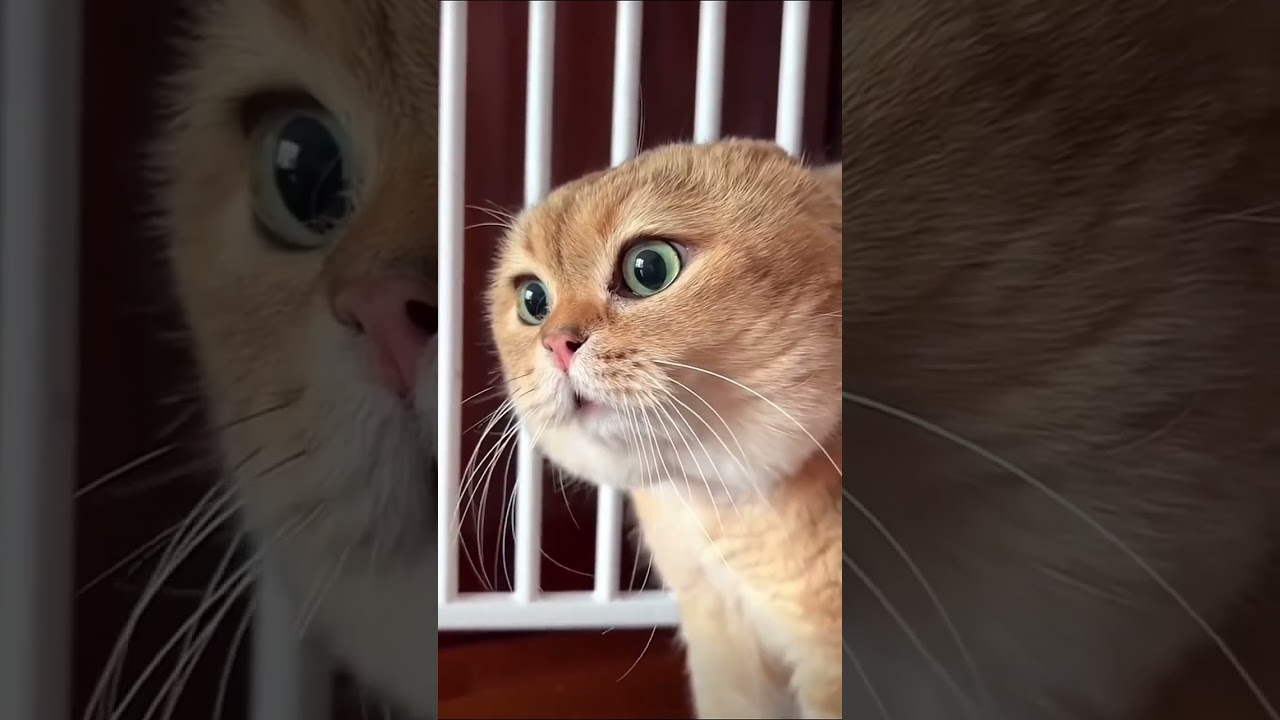 Viral talking Cat Meme - Original 😂 #talking cat