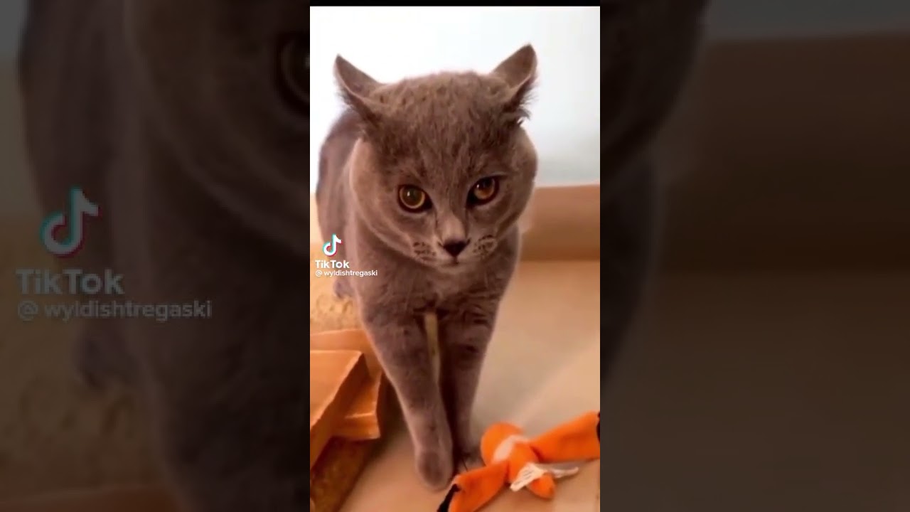 Cat meow Remix