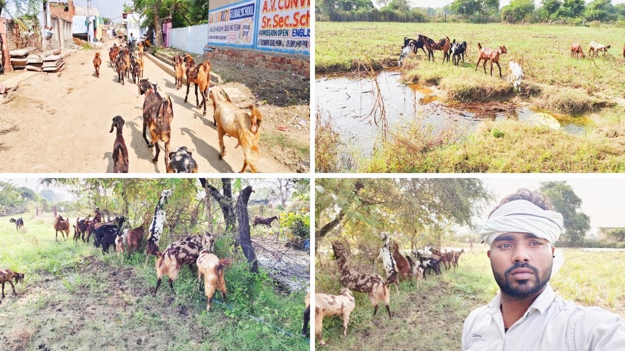 🙏🙏बकरियां में कितना फायदा 🤩🤩होता है और कैसे होता है 👏👏