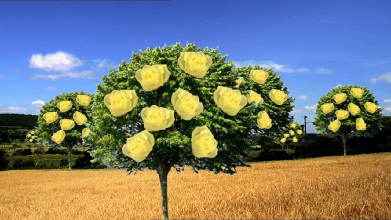 Wildscreen Festival 2006 Intro