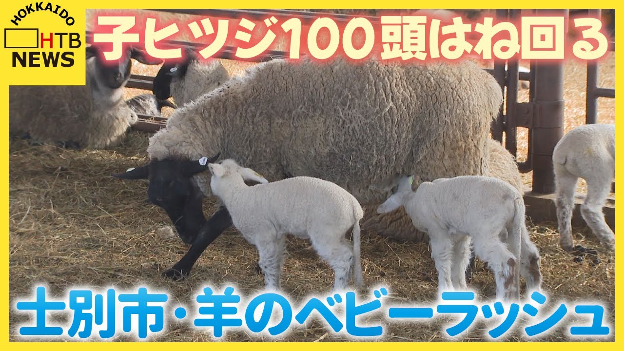 一生懸命ミルク飲む姿に癒される 士別市・牧場で羊のベビーラッシュ