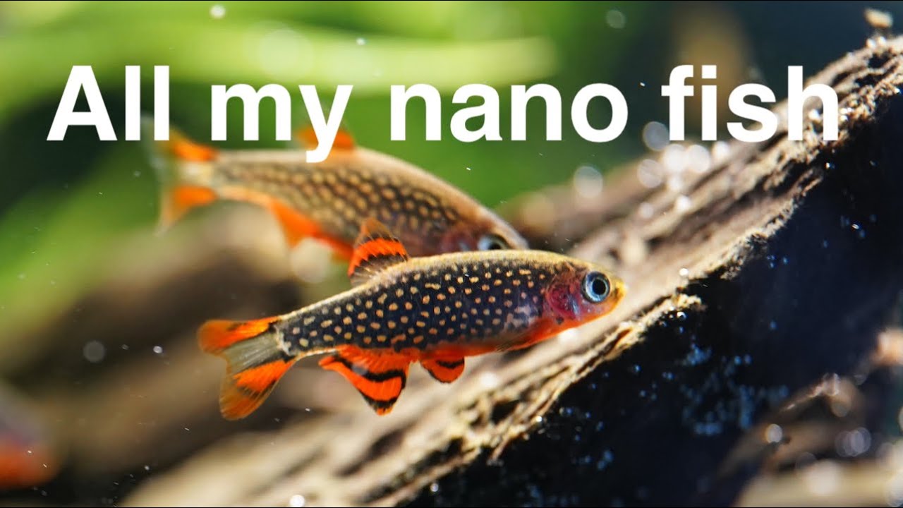 All my Nano Fish - Waner Aquascaping