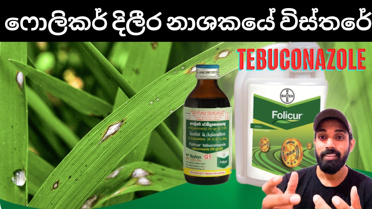 ෆොලිකර් ටෙබියුකොනසෝල් ගැන හැමදේම දැනගමු, Let's know everything about Folicar Tebuconazole.