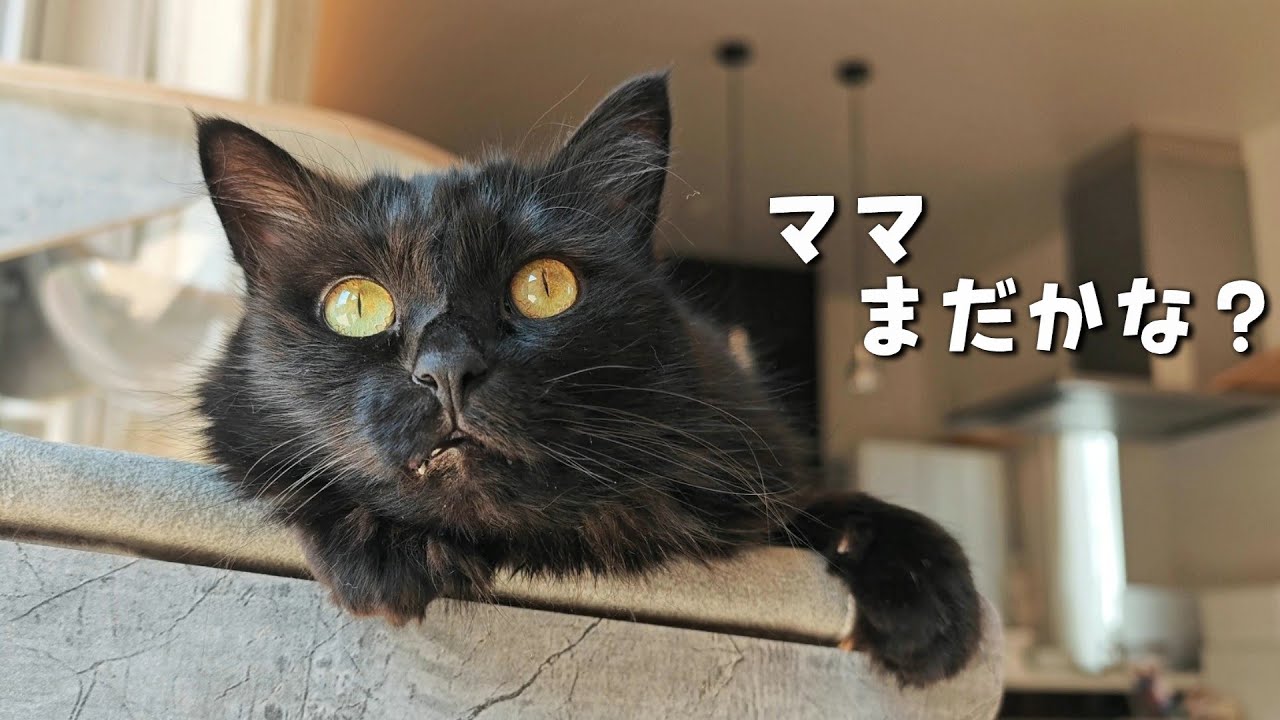 パパに猫4匹とお留守番をまかせたらこうなりました