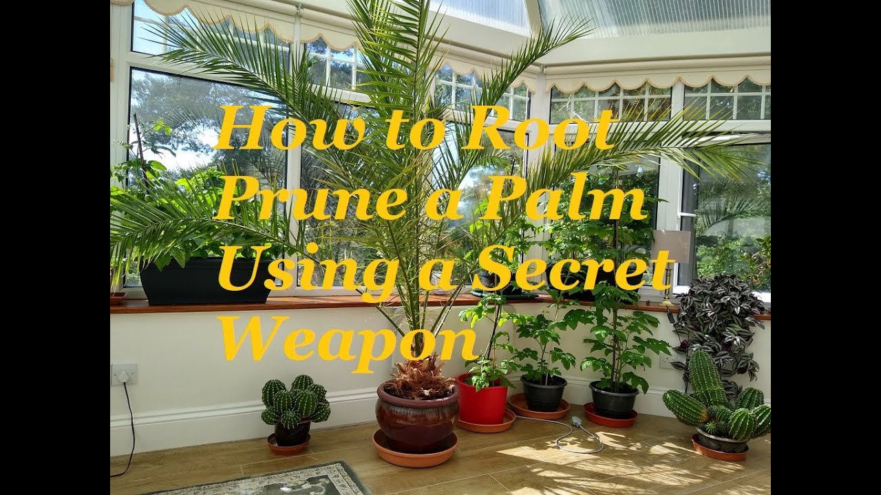 How to Root Prune a Pot-bound Palm Using a Secret Weapon