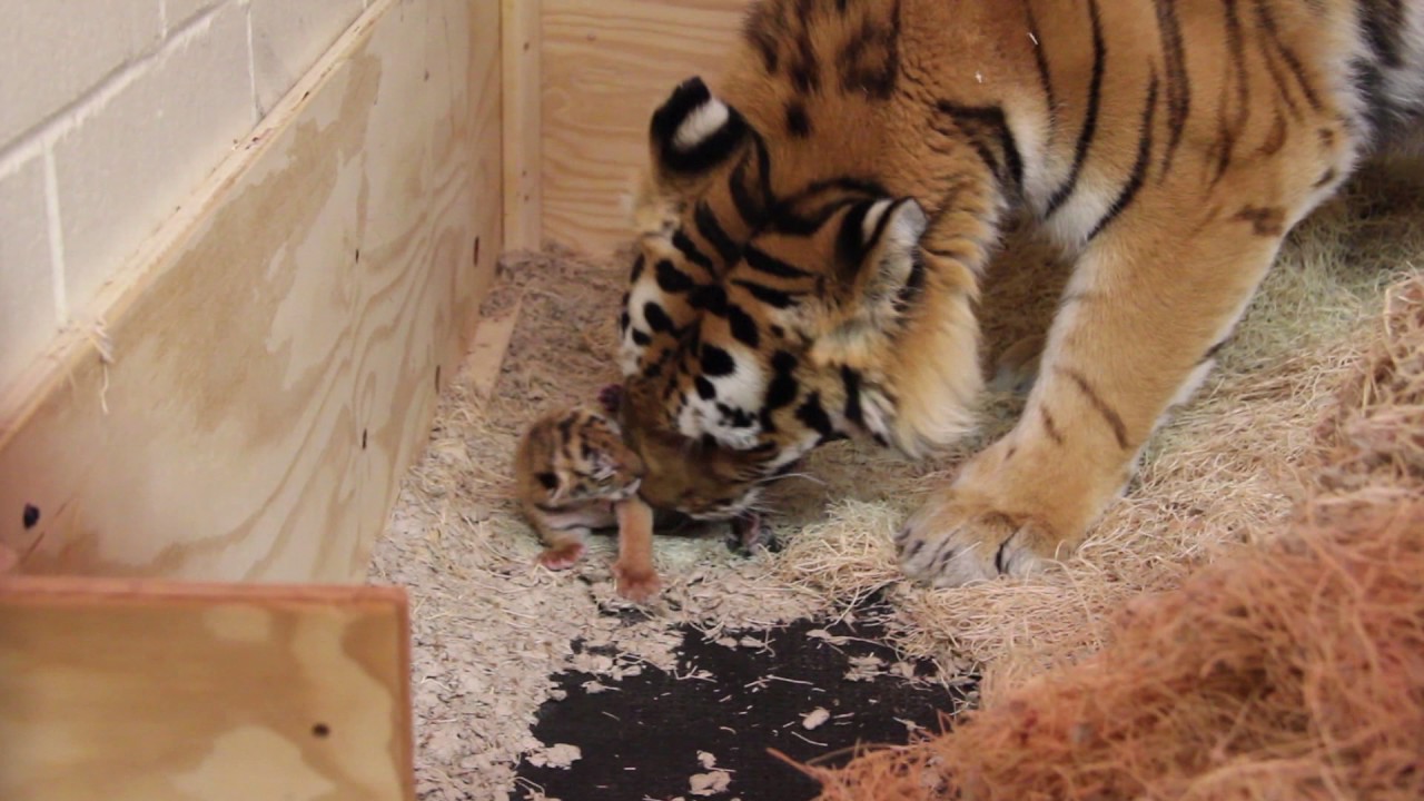 Minnesota Zoo New Tiger Cub Update