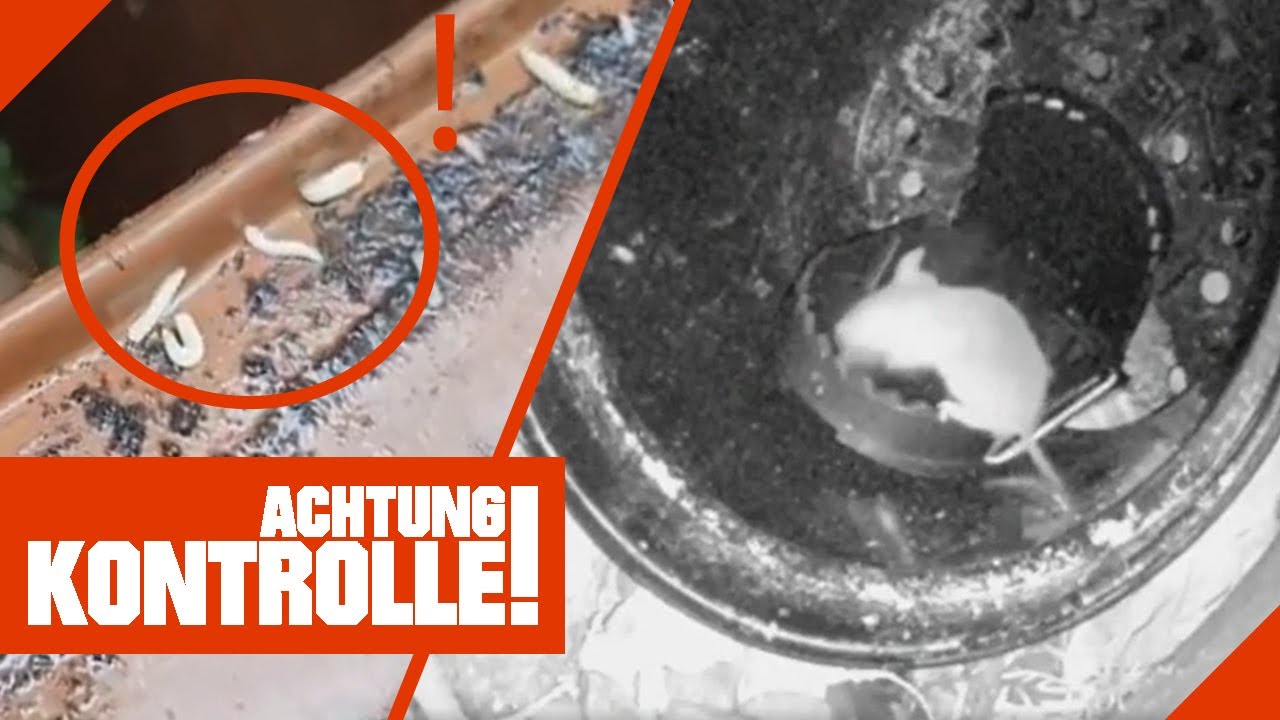 Maden in der Biotonne! Große Verlockung für Ratten! | 1/2 | Kabel Eins | Achtung Kontrolle