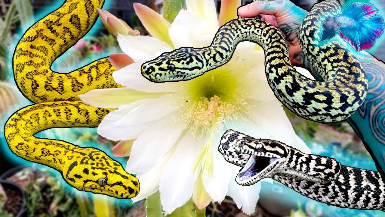 HOW TO PICK UP A BITEY SNAKE