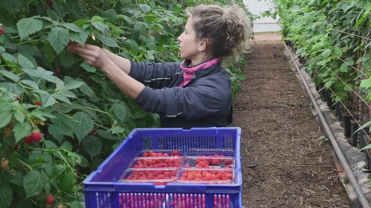 Castleton Fruit Ltd - Recruitment (English)