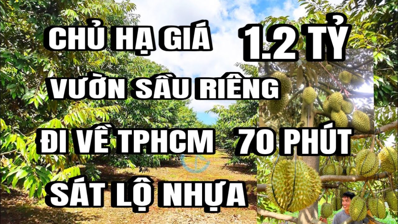 Chính chủ hạ giá, bán gấp vườn sầu riêng, sát lộ nhựa, thổ cư, Huyện cẩm Mỹ cũ, Đồng Nai