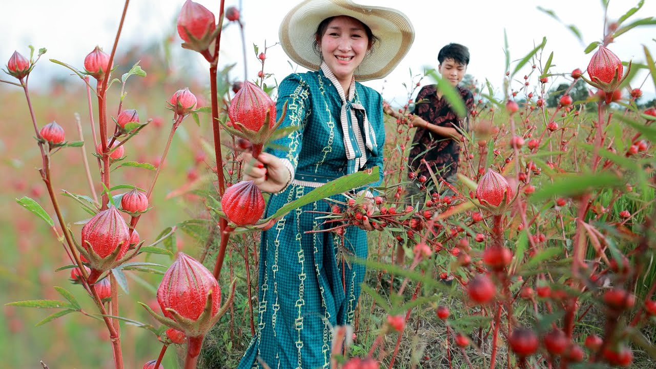 Have you ever seen Roselle fruit like this in your country, Roselle drinking and cook water spinach