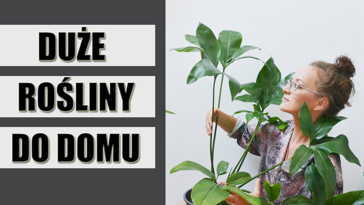 16 DUŻYCH ROŚLIN doniczkowych do domu