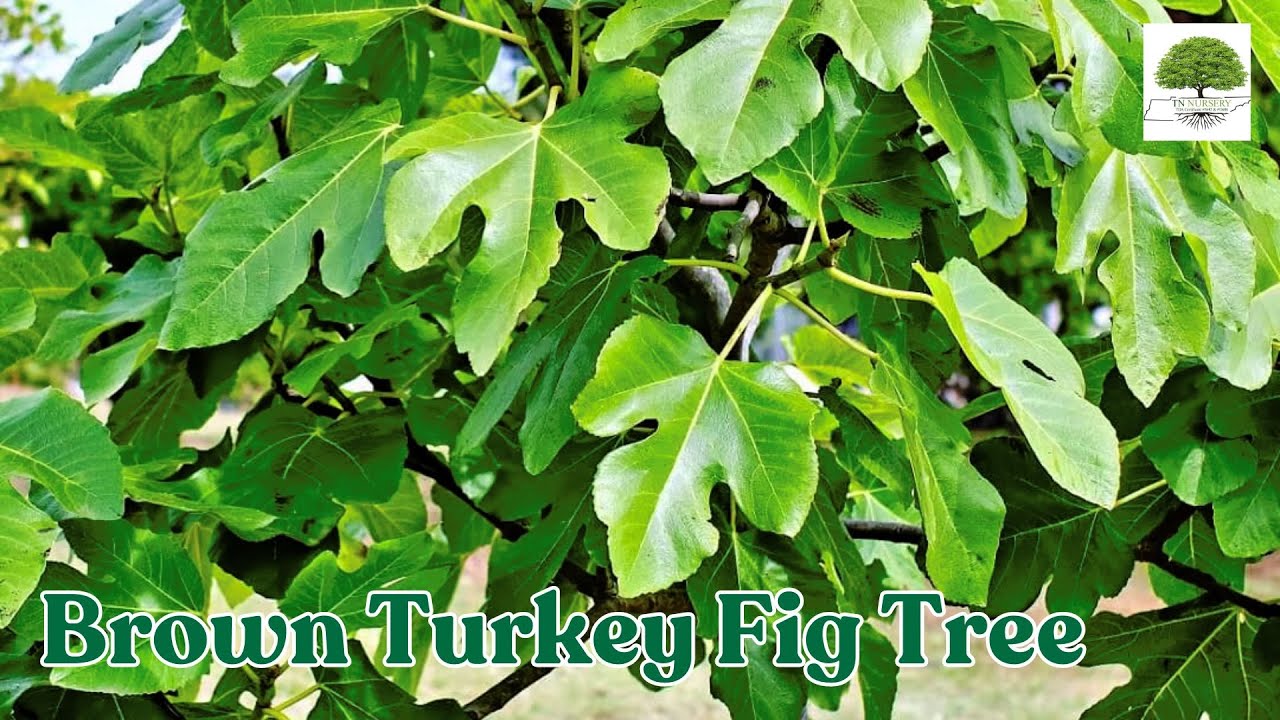 Brown Turkey Fig Tree - TN Nursery