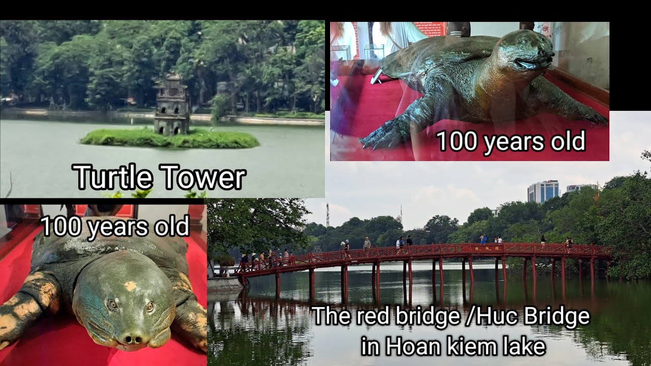 100 years old turtle 🐢 ||Red bridge/huc bridge in hoan kiem lake|| HazLap