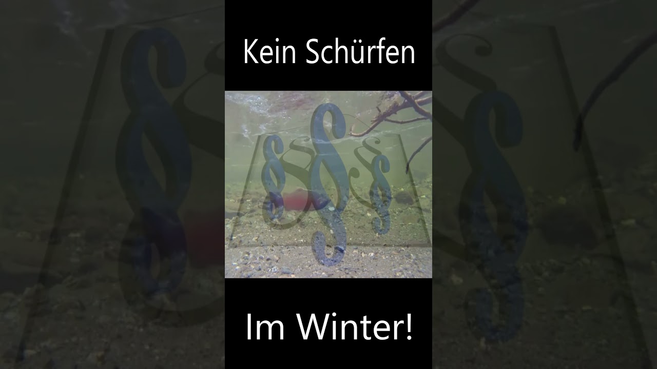 Im Winter nicht sch&uuml;rfen! #goldprospecting #shorts #goldwaschen