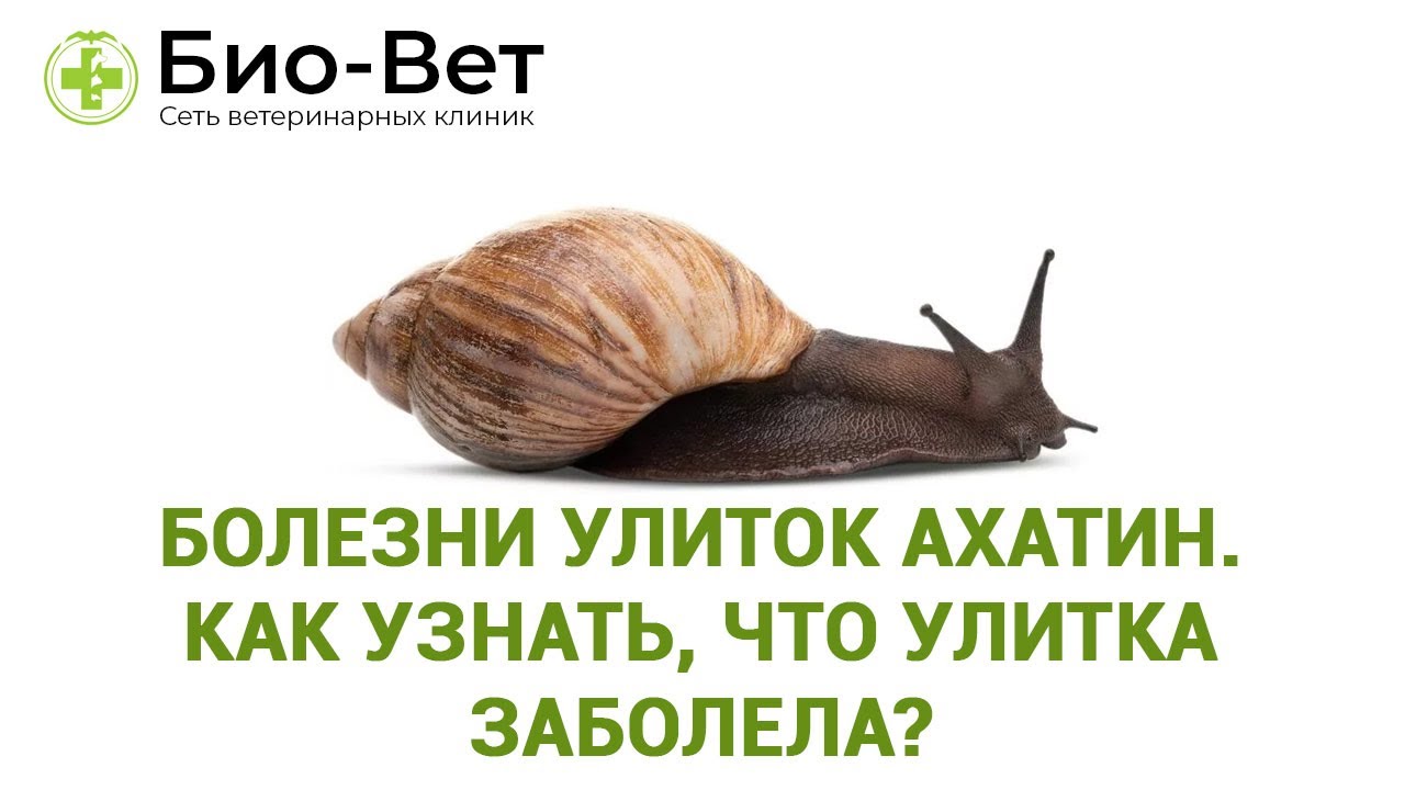 Болезни Улиток Ахатин / Как Узнать, Что Улитка Заболела // Сеть Ветклиник Био-Вет