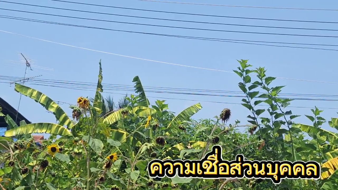 อ.สมจิตโค้งสุดท้าย3ตัวเน้นออกโตนี้นับหลง16/3/69