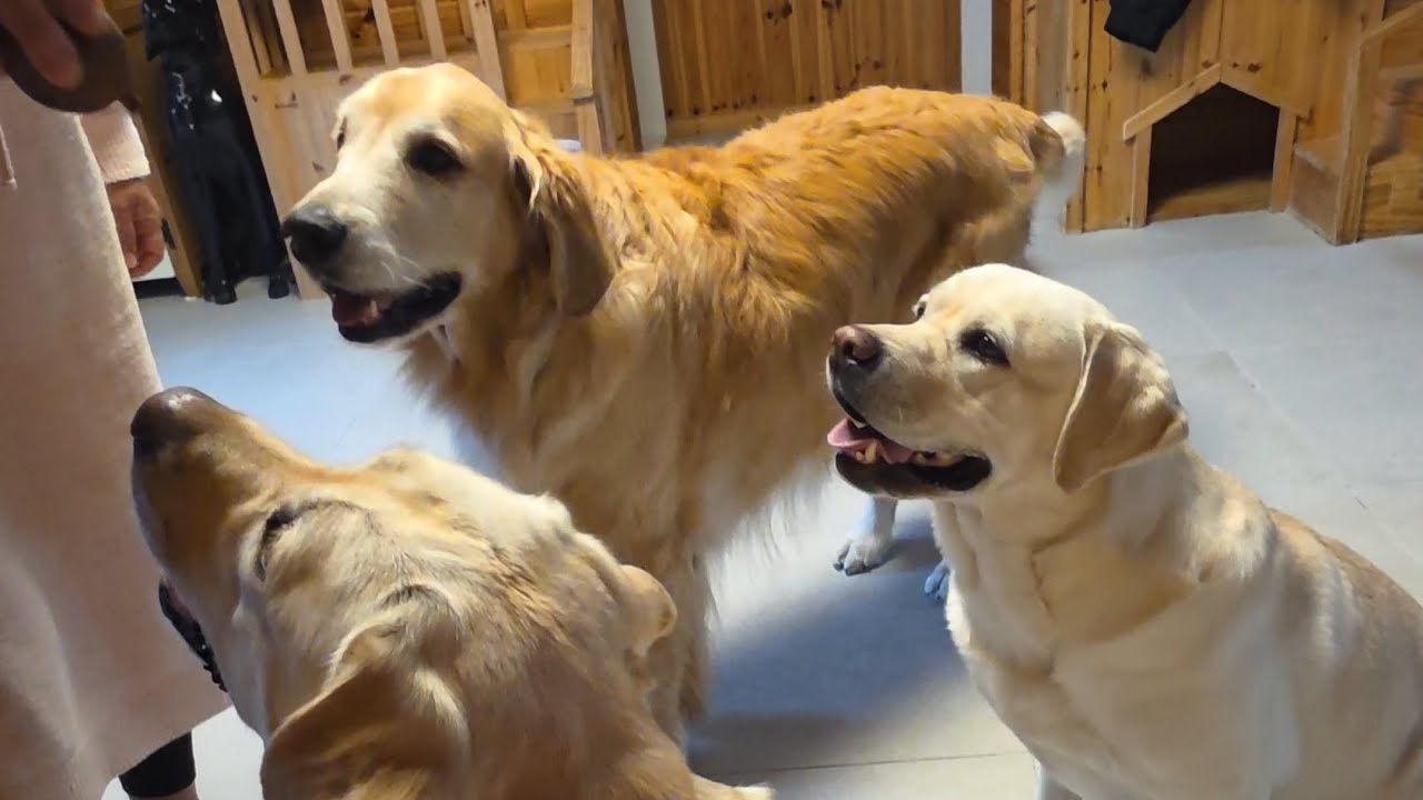 Три ретривера тренируются утром в помещении, чтобы укрыться от холодного ветра. #ЛабрадорРетривер...