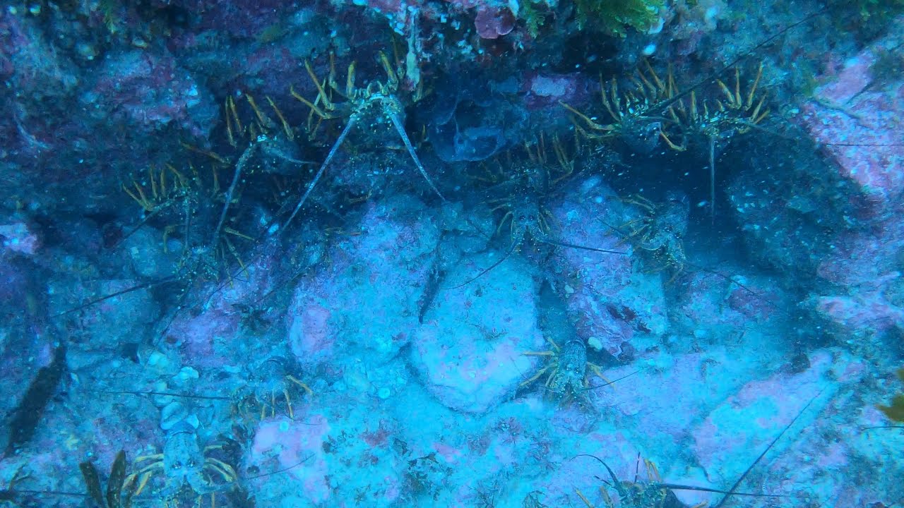 2020 Wellington Southcoast Dive (Tarakena bay)